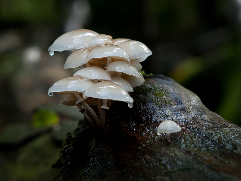 Oudemansiella mucida Porseleinzwam Porceline fungus
